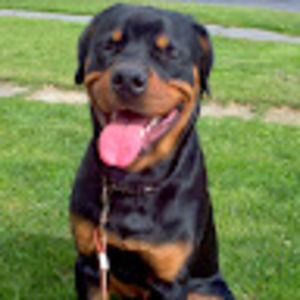 Meet your Posher, Sean